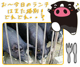 霧島黒豚の食餌