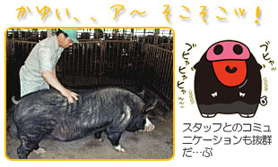 霧島黒豚と飼育スタッフのコミュニケーション
