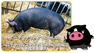 霧島黒豚のご先祖はイギリス原産のバークシャー種